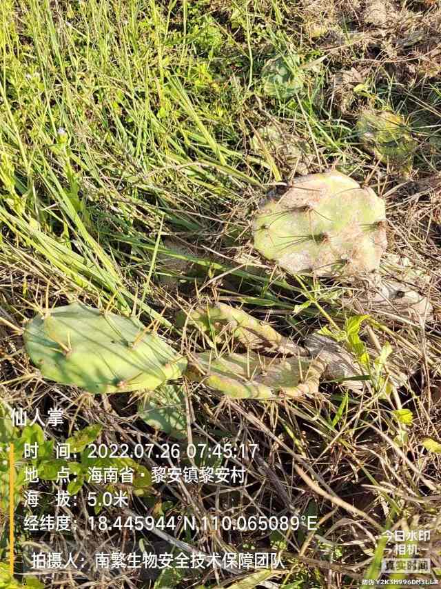 仙人掌