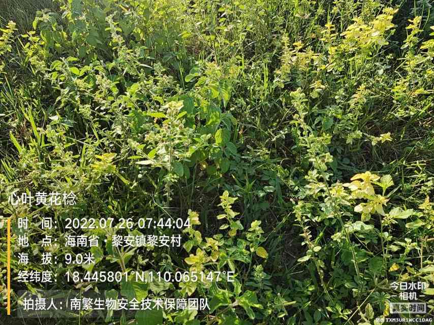 心叶黄花棯