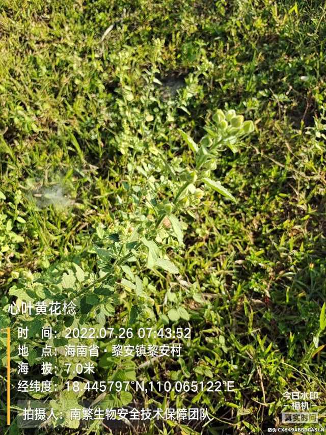 心叶黄花棯
