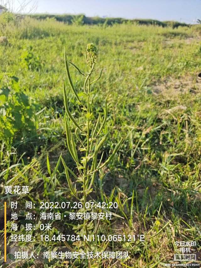 黄花草