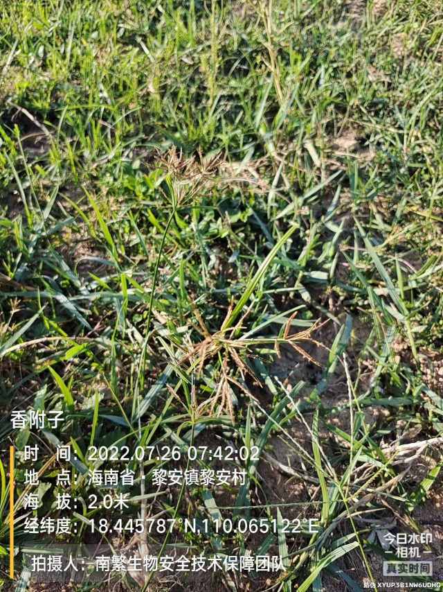 香附子