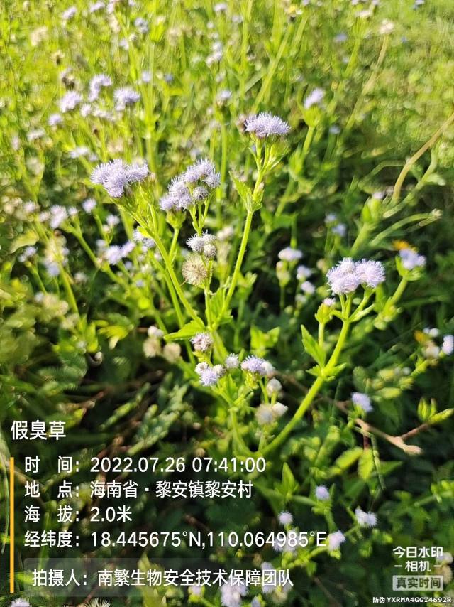 假臭草