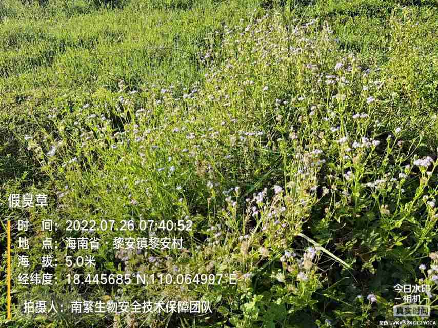 假臭草