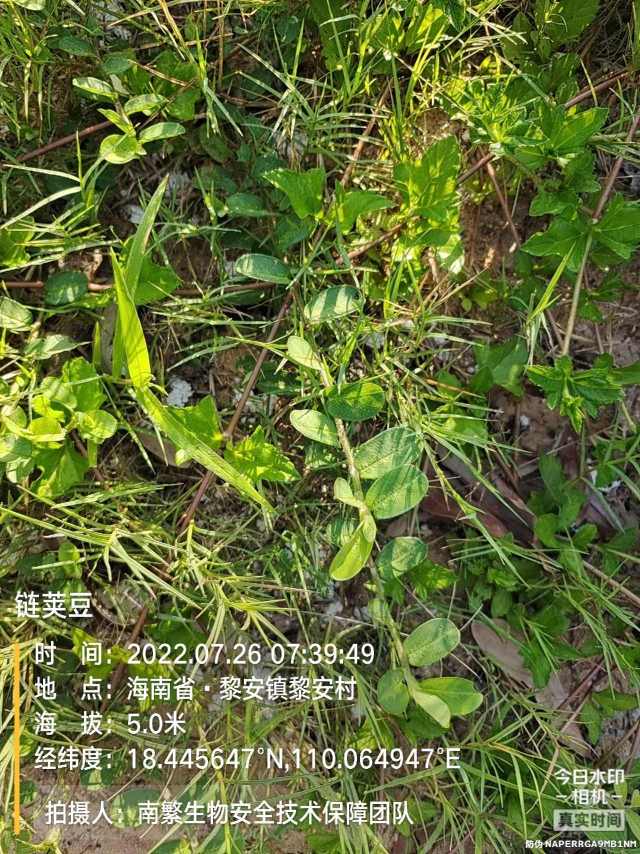 链荚豆