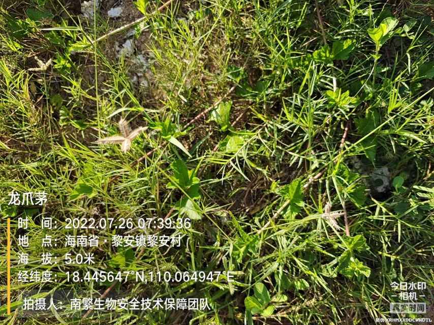 龙爪茅
