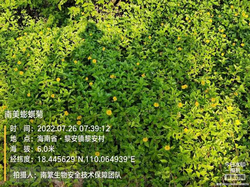 南美蟛蜞菊