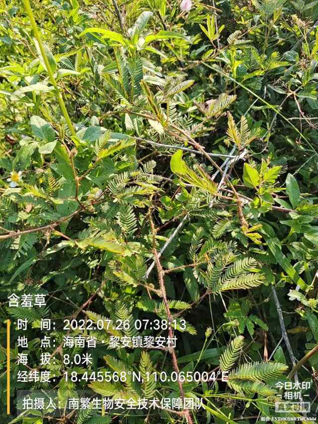 含羞草