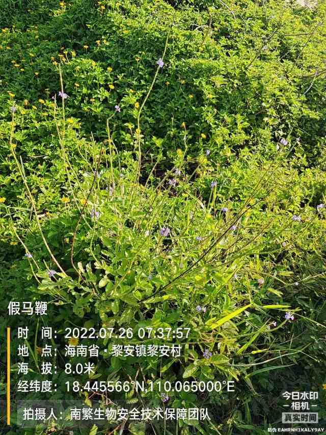 假马鞭