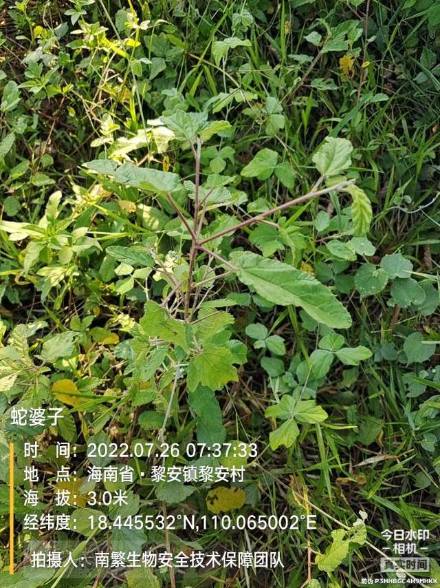 蛇婆子