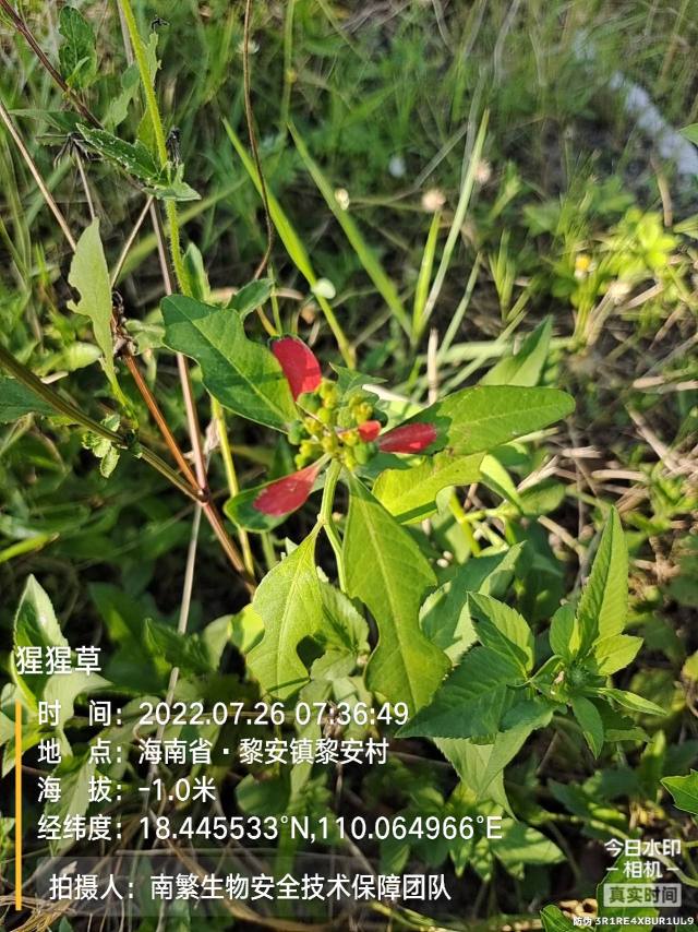 猩猩草