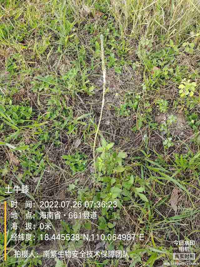 土牛膝