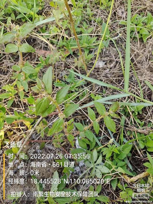 飞扬草
