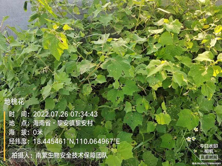 地桃花