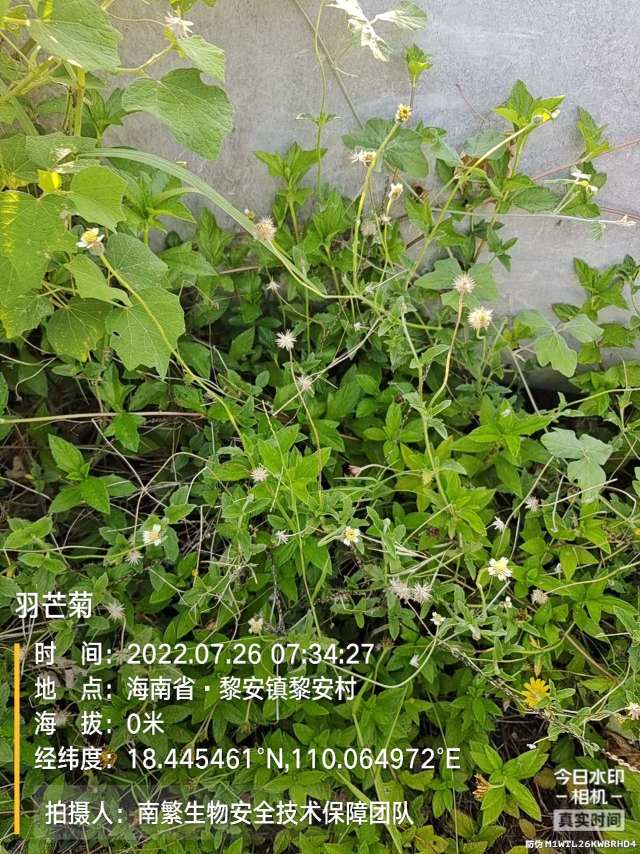 羽芒菊
