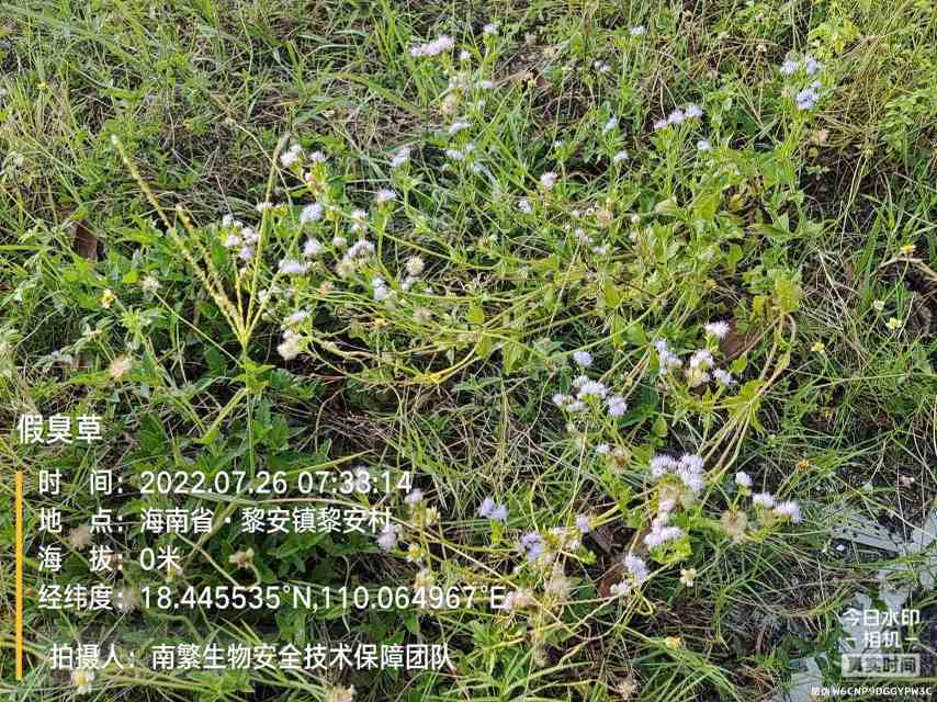 假臭草