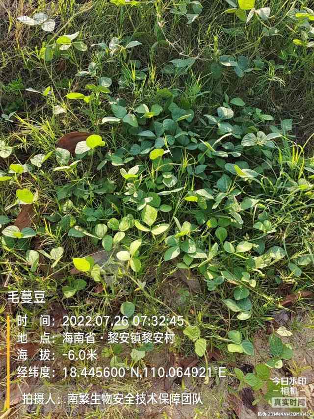 毛蔓豆