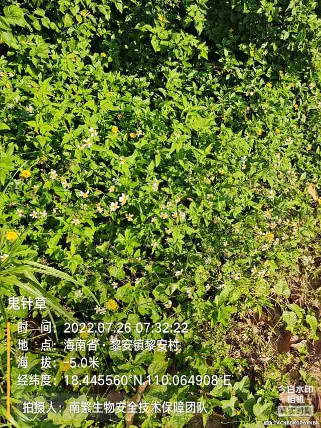 鬼针草