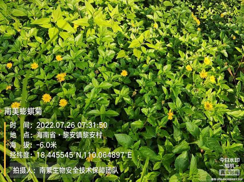 南美蟛蜞菊