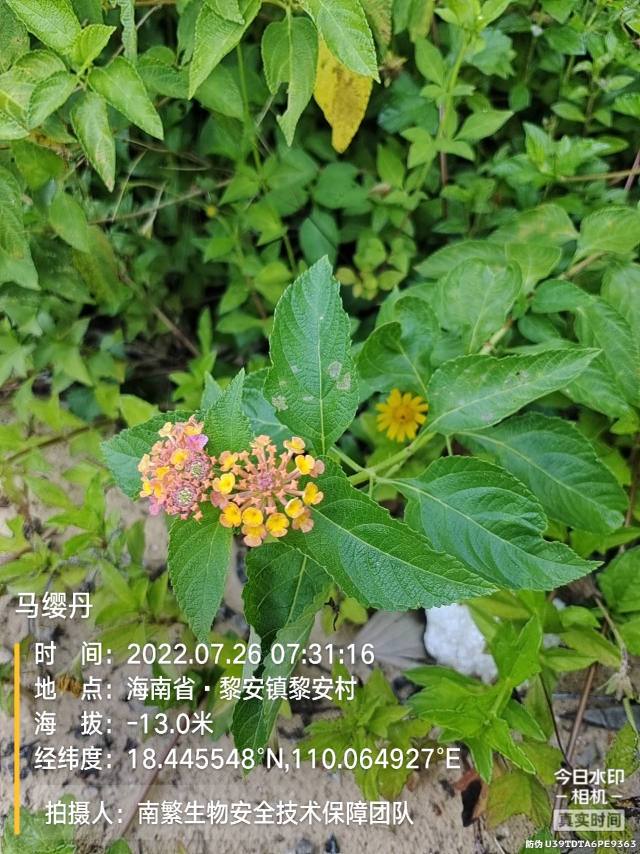马缨丹