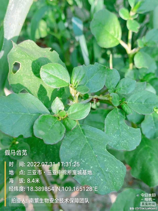 假马齿苋
