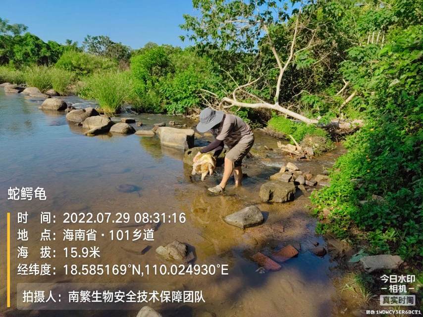 蛇鳄龟