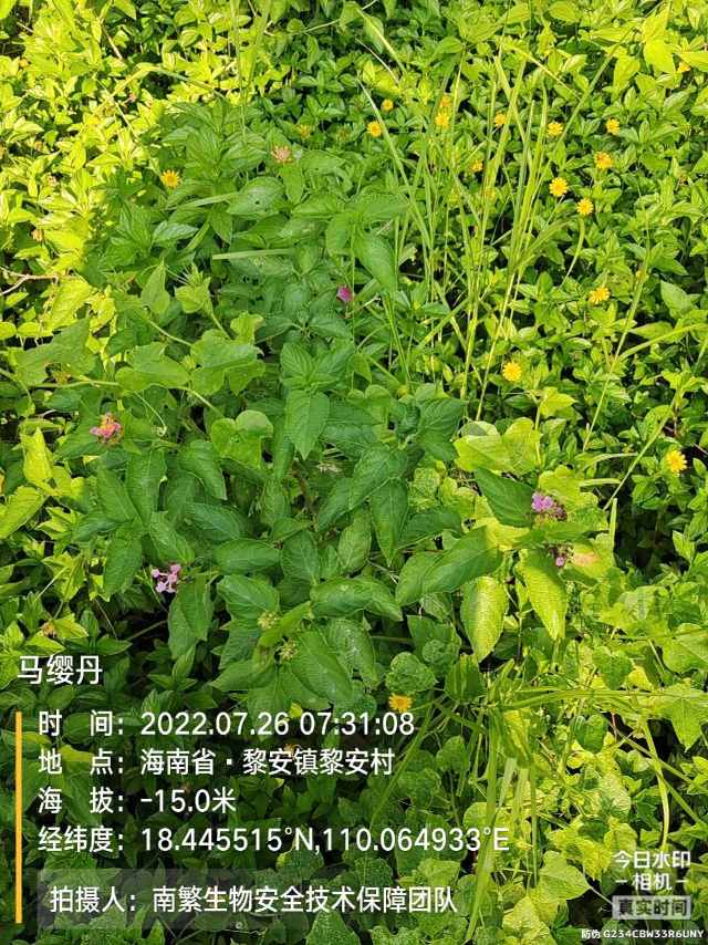 马缨丹