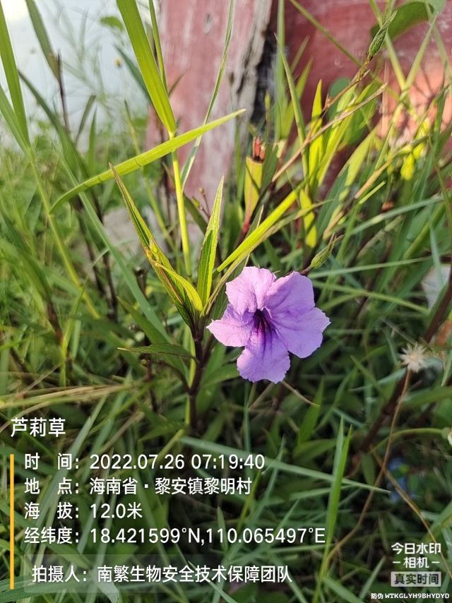 芦莉草