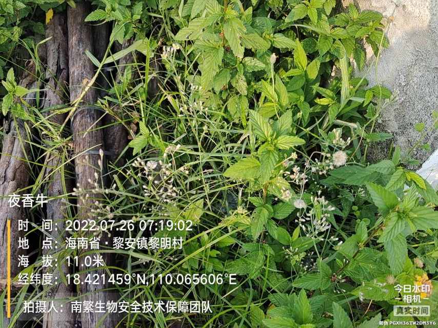 夜香牛