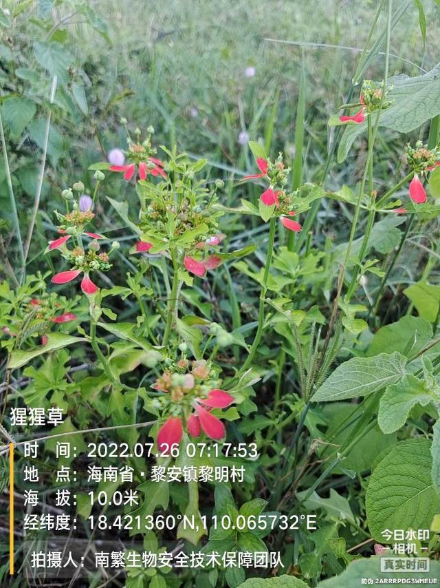 猩猩草