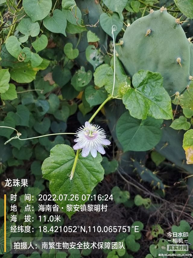 龙珠果