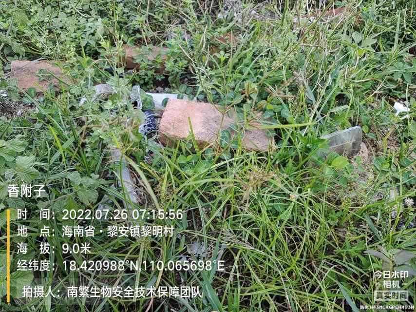 香附子