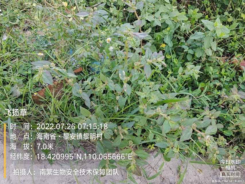 飞扬草