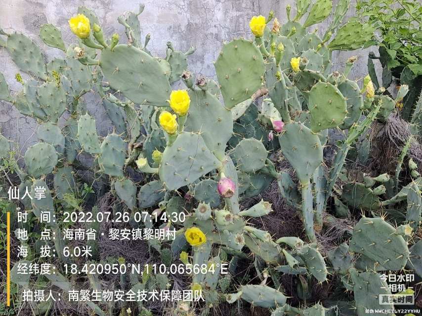 仙人掌