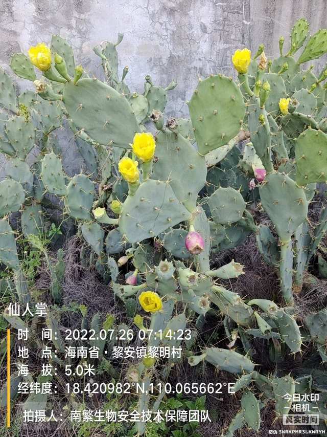 仙人掌