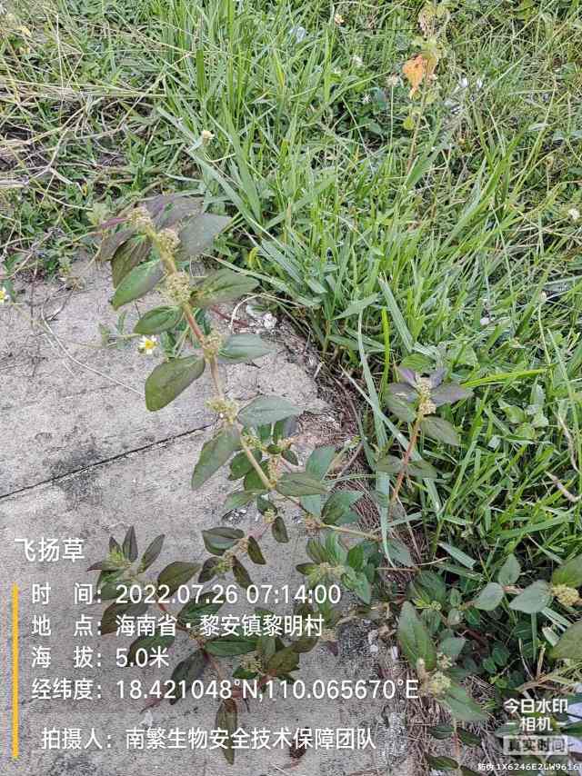 飞扬草