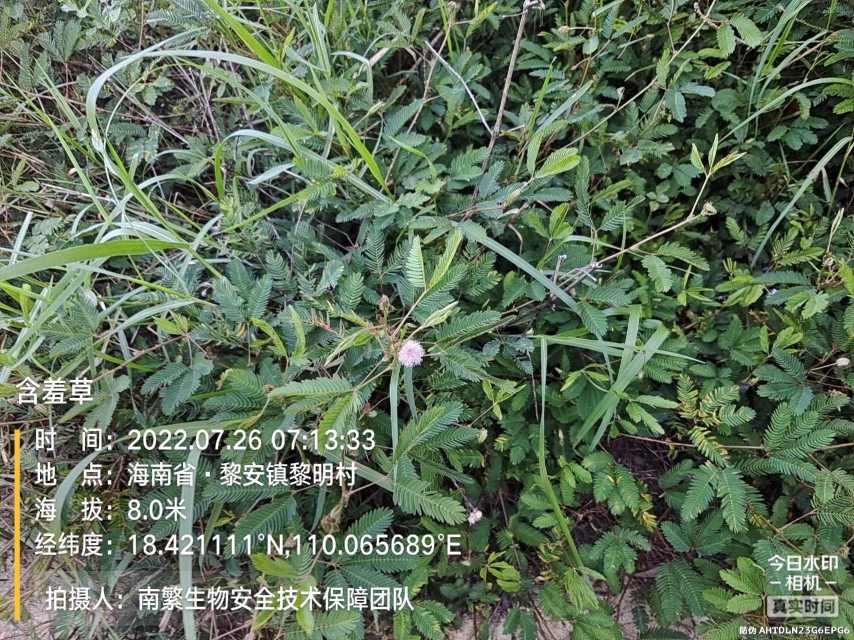 含羞草