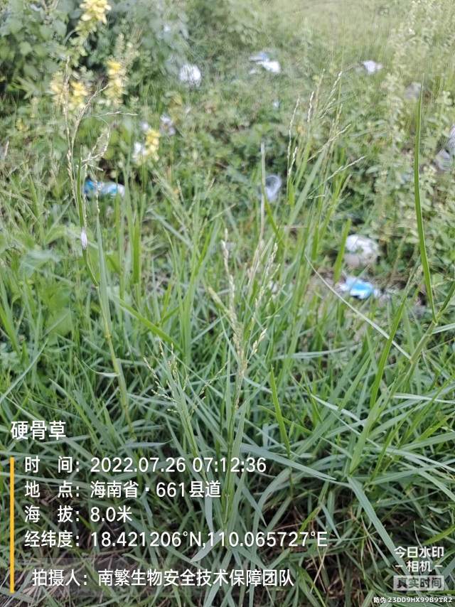 硬骨草