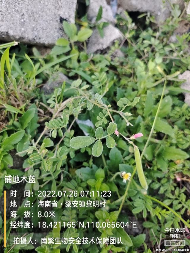 铺地木蓝