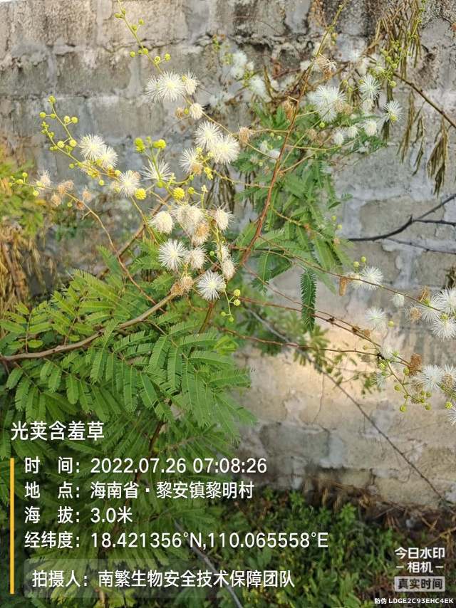 光荚含羞草