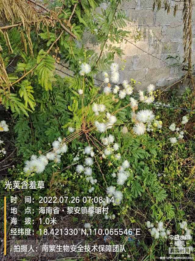 光荚含羞草