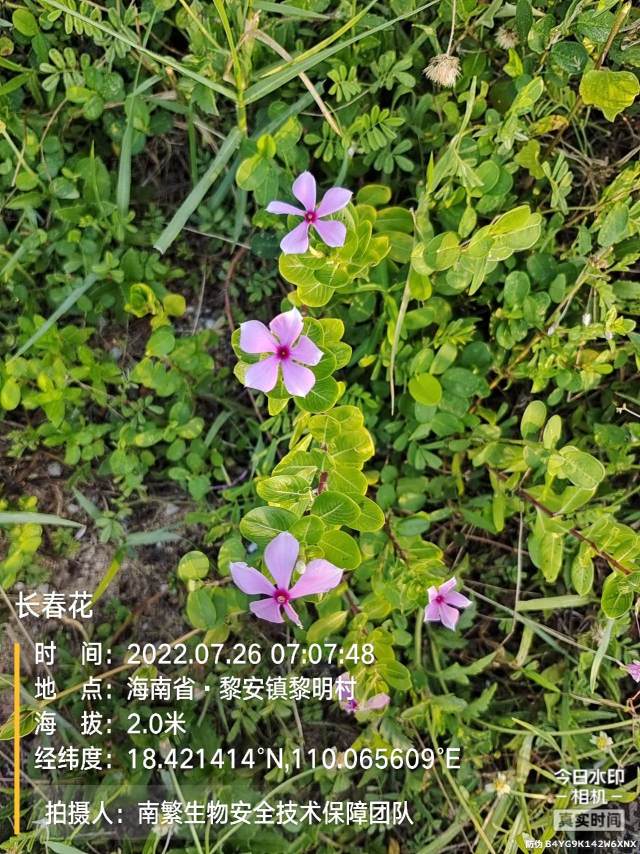长春花