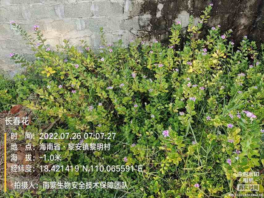 长春花