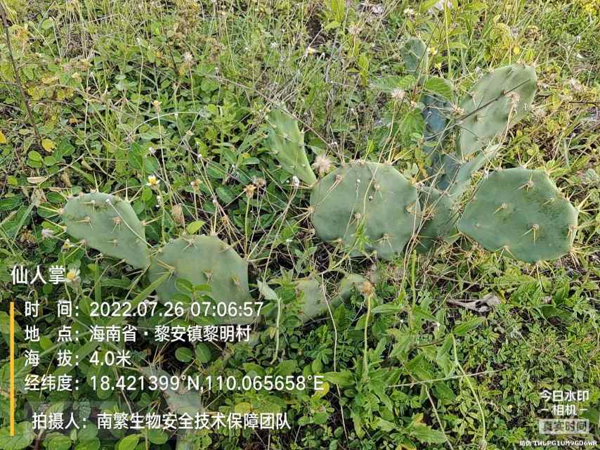 仙人掌