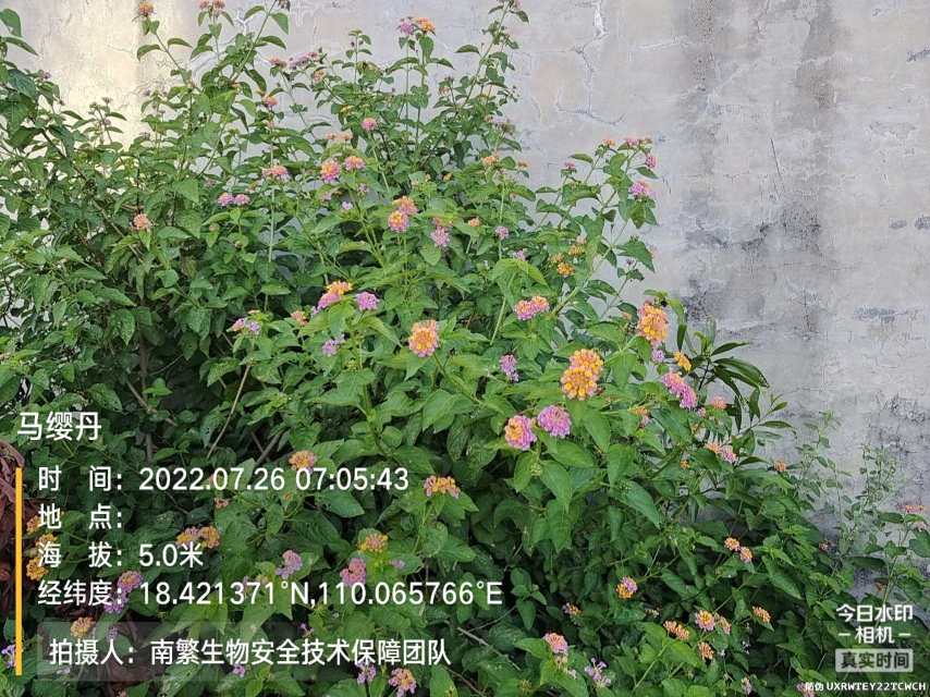 马缨丹