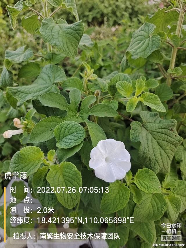 虎掌藤