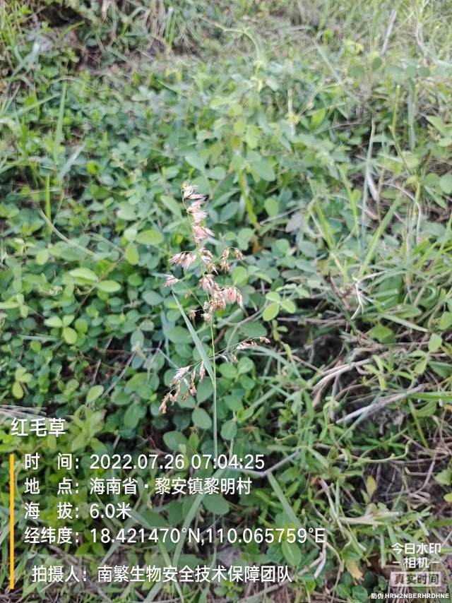 红毛草