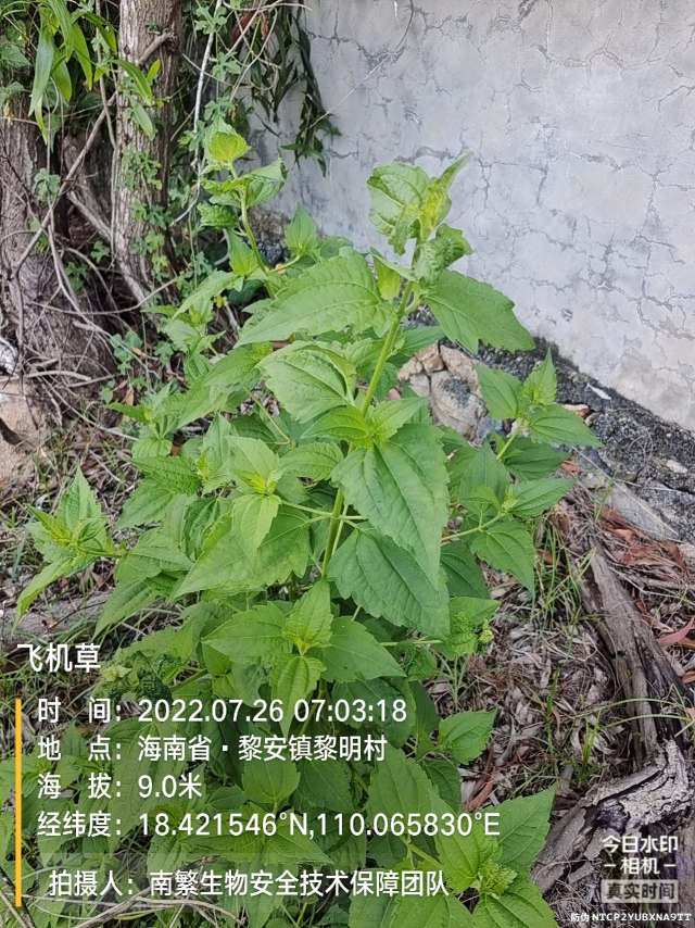 飞机草