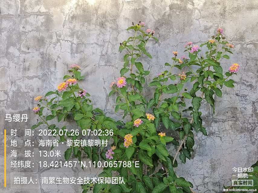 马缨丹