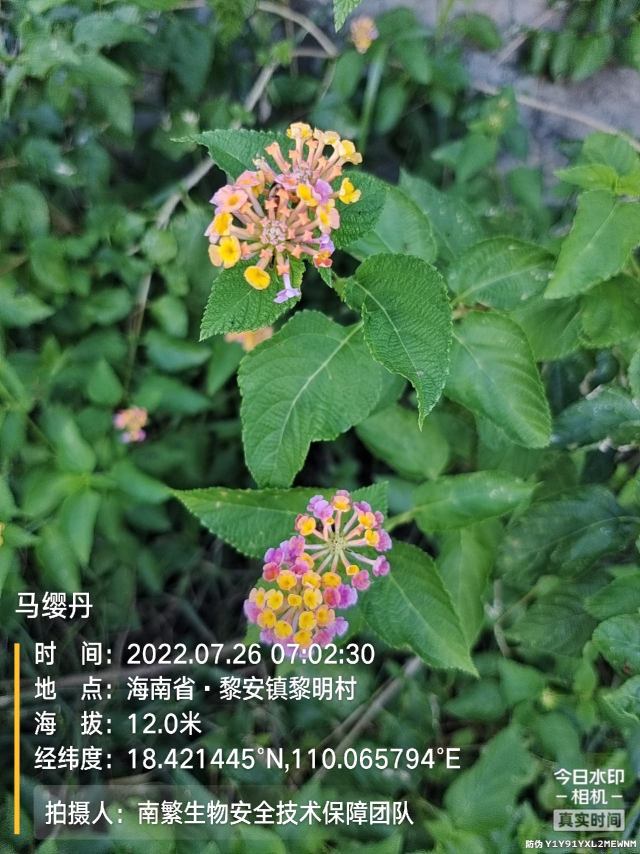 马缨丹