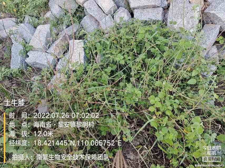 土牛膝